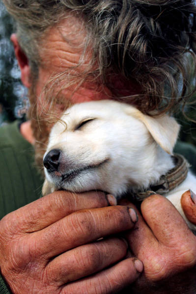 Трогательные фотографии, которые доказывают преданность собак 