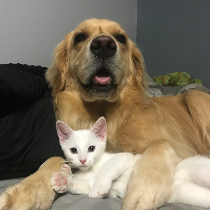 Пёс принял котёнка как собственного ребёнка 
