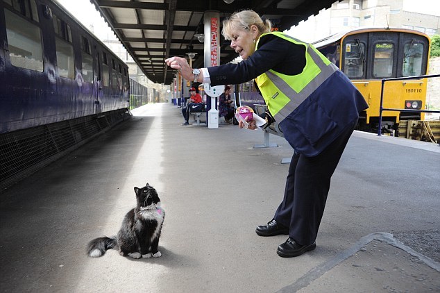 На вокзале работает кошка-контролер 
