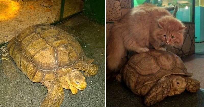 В иркутском зоопарке черепахи предприняли попытку побега, но их предал сторожевой кот