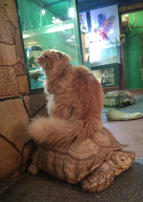 В иркутском зоопарке черепахи предприняли попытку побега, но их предал сторожевой кот