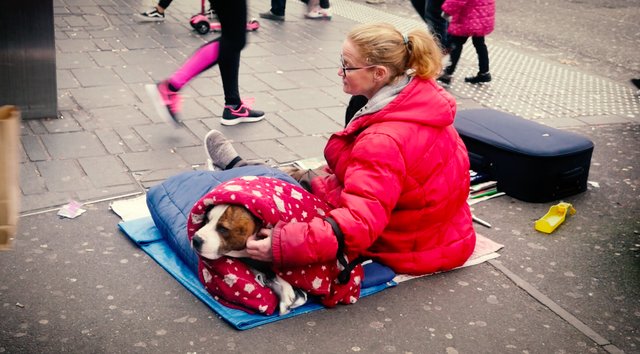 Люди подарили зимнюю одежду собакам бездомных