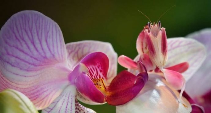 Богомол-орхидея