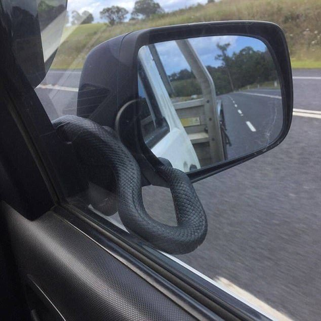 Необычный «пассажир» прокатился на боковом зеркале автомобиля в Австралии