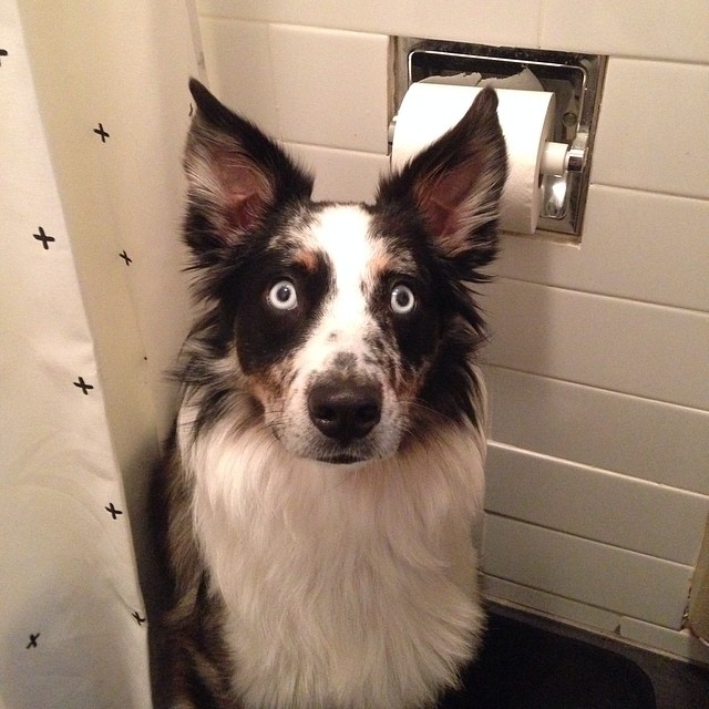 Собаки, которые не позволяют владельцам принимать ванну в одиночестве 