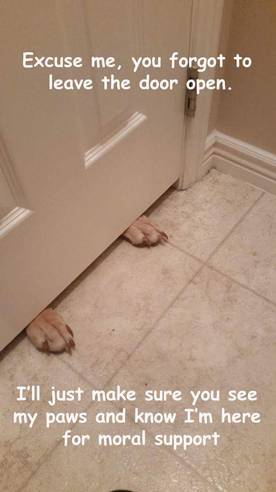 Дверь может быть не открыта, но этот щенок все еще уверен, что его владелец знает, что он рядом.