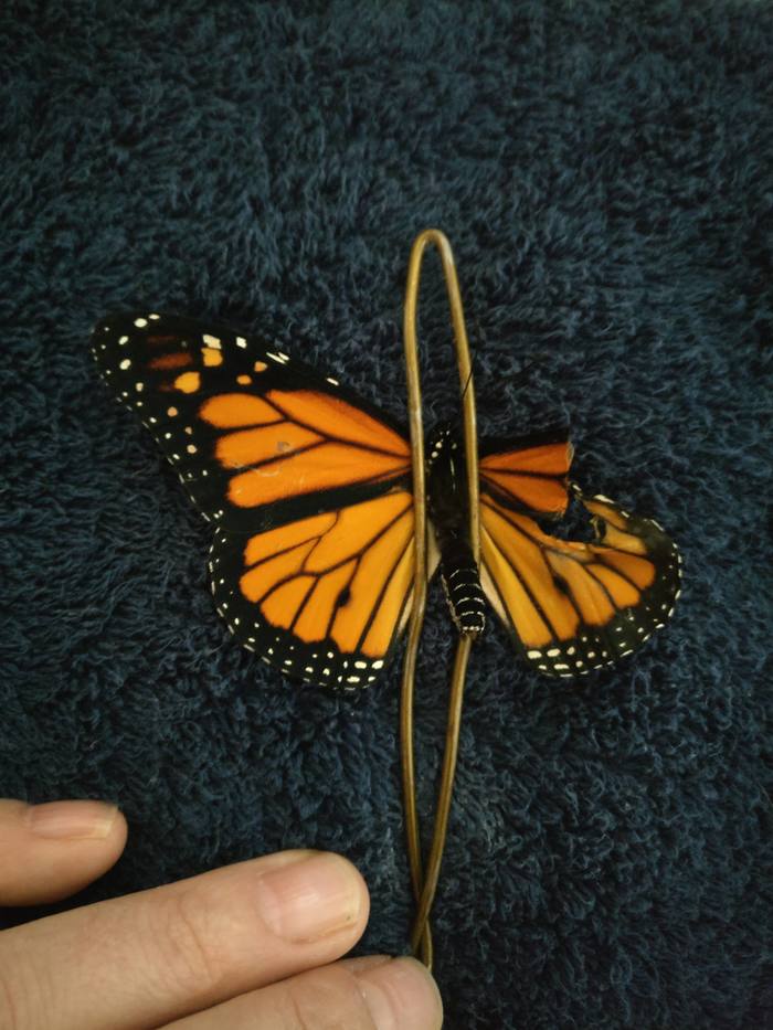 Американский модельер провела операцию по трансплантации крыла живой бабочке