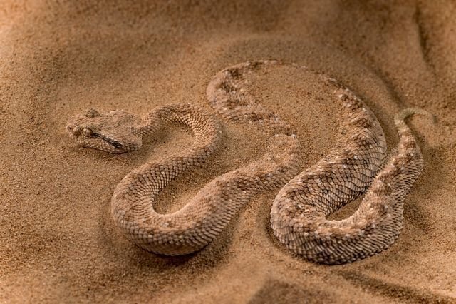 Аравийская рогатая гадюка закапывает себя в пустынные пески Объединенных Арабских Эмиратов. Фотограф Нимит Вирди.
