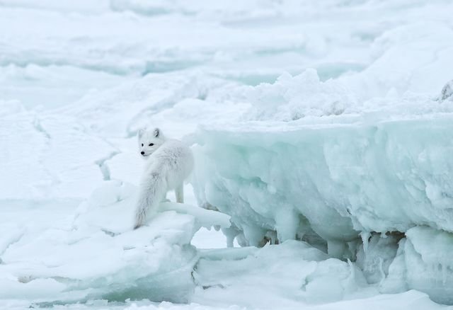 Арктическая лисица останавливается на льду, наблюдая за едой. Умные лисицы следят за белыми медведями, надеясь получить остатки от их обеда. Фотограф - Фред Лемери.