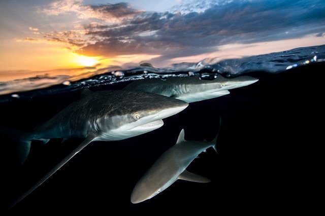 Три шелковистых акулы в водах Хардинес-де-ла-Рейна, национальный морской парк на Кубе. Парк занимает 850 квадратных миль и остается одним из лучших охраняемых районов Карибского моря.