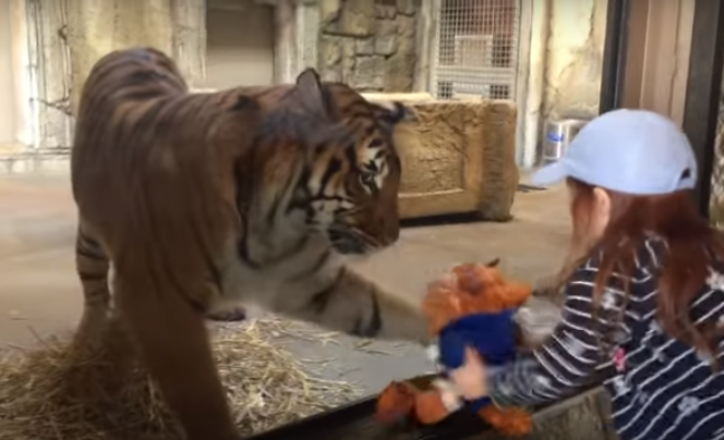 Тигр попытался забрать у девочки игрушку 