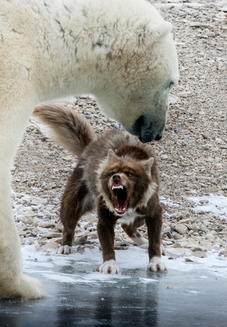 Неожиданная встреча собаки и полярного медведя 