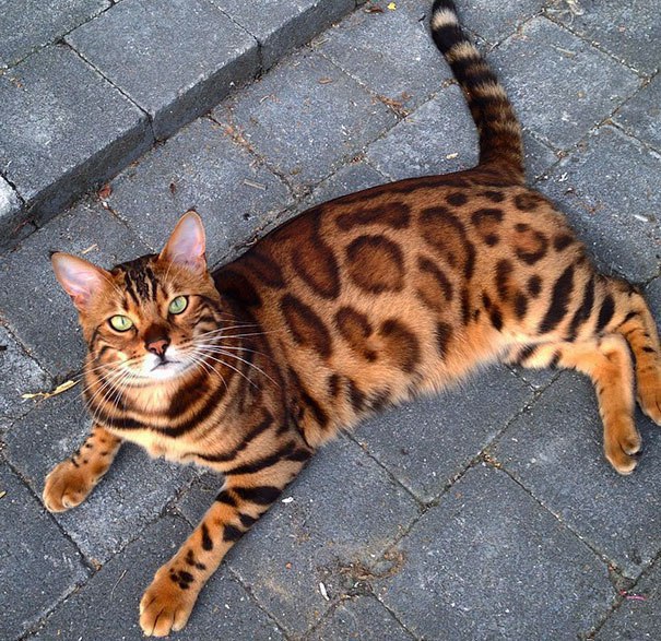Самый красивый бенгальский кот из всех, что вы видели 