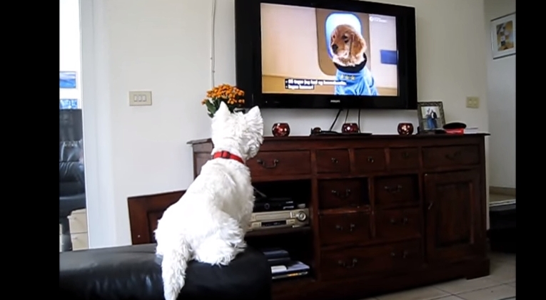 Совсем как человек: пёс обожает смотреть телевизор 