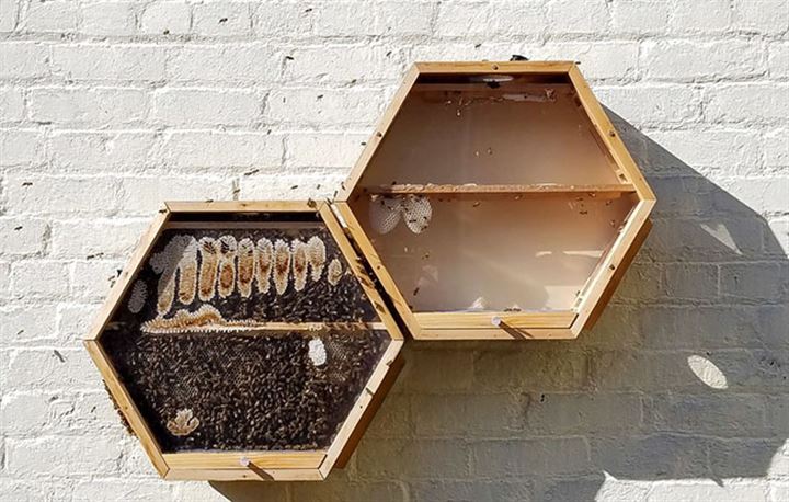 Опасное соседство: семья начала выращивать в квартире пчел