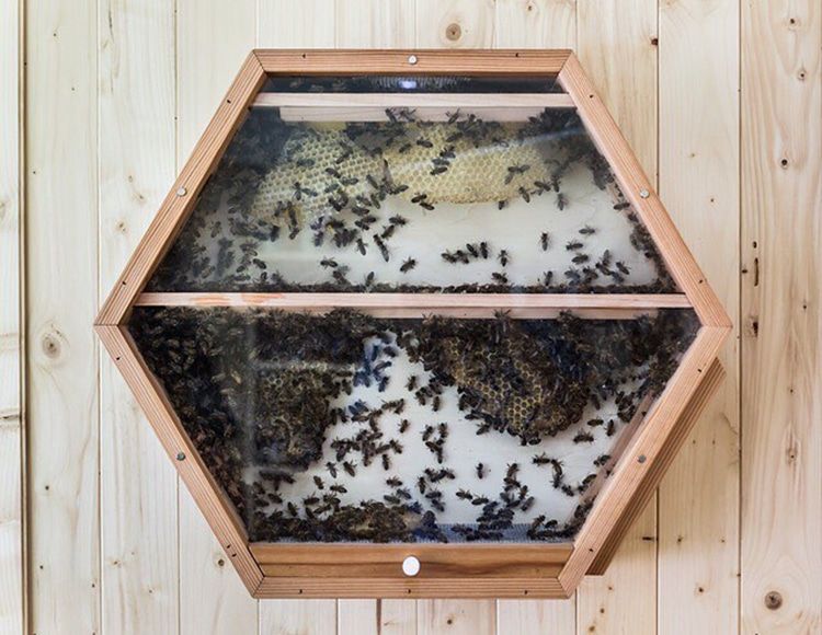 Всегда хотели быть подальше от пчел? Теперь прозрачные конструкции позволят увидеть, как живет улей