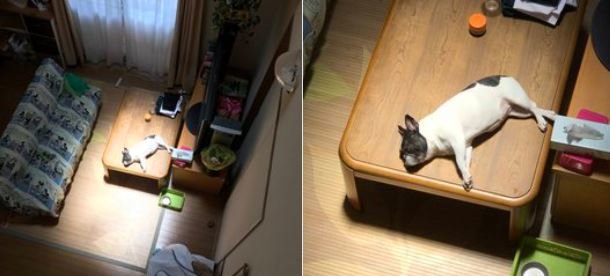 Японцы запустили смешной флешмоб: животные, которые уснули в необычной позе 
