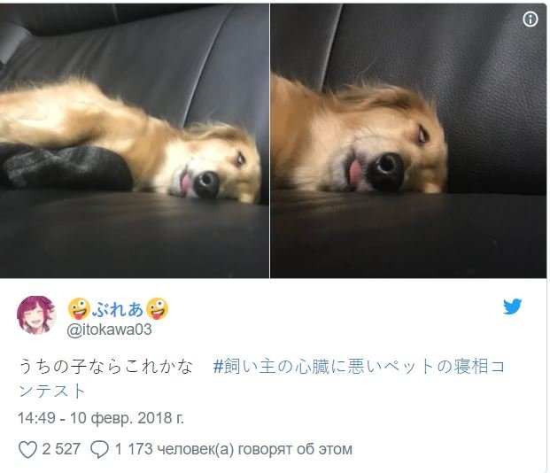 Японцы запустили смешной флешмоб: животные, которые уснули в необычной позе 
