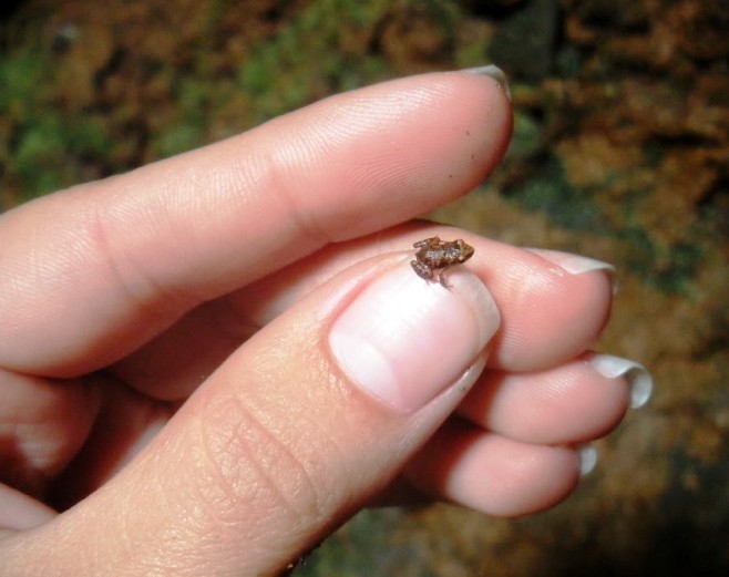 Обнаружена Paedophryne amauensis была впервые лишь в 2009 году в Новой Гвинее.
