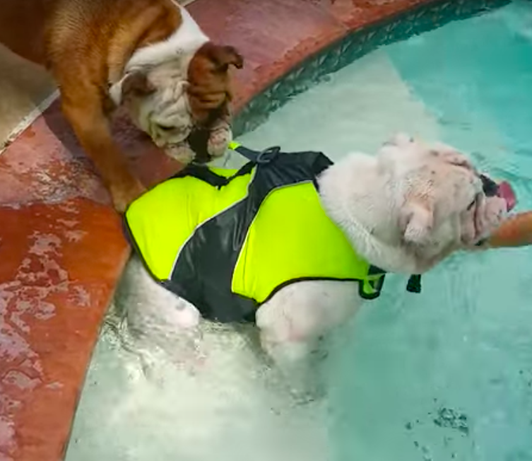 Бульдог пытается спасти своего брата от купания 