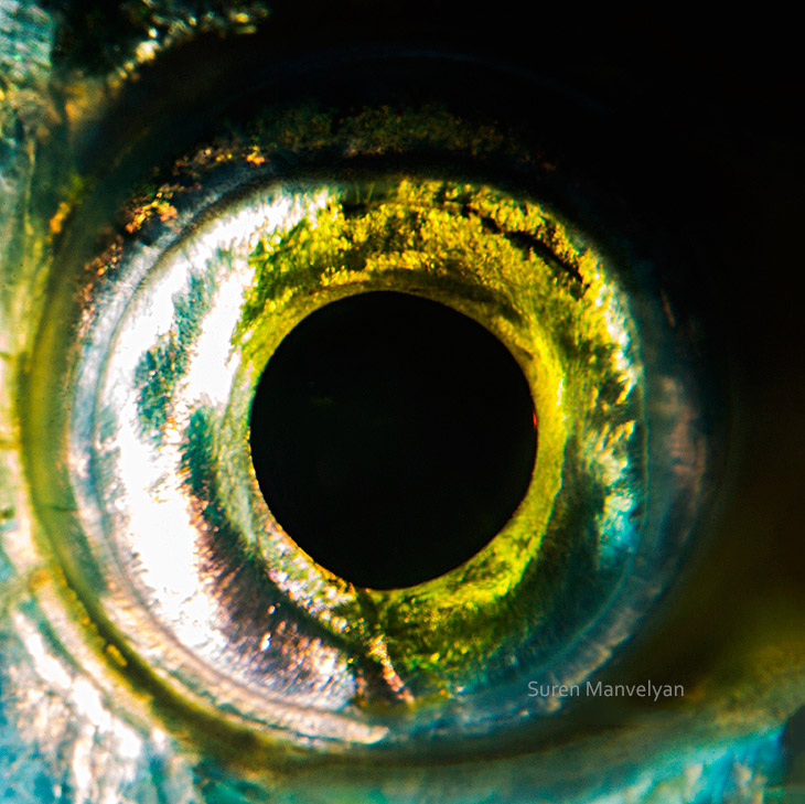 Глаз пираньи