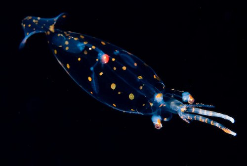 Удивительные прозрачные жители подводного мира 