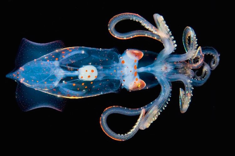 Удивительные прозрачные жители подводного мира 