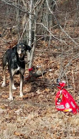 Женщина оставила пса в лесу с запиской 