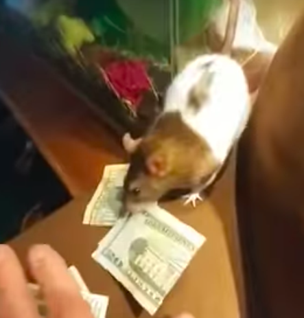 Крыса ворует деньги 