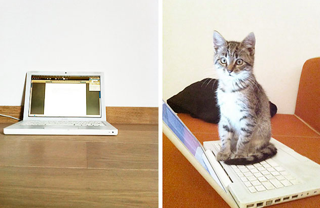 Кошка, которая умеет пользоваться клавиатурой 
