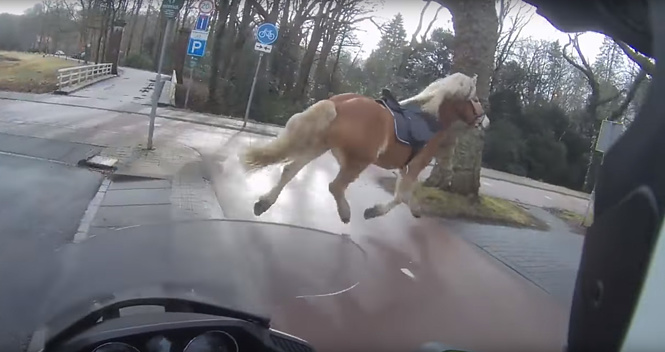 Байкер в Нидерландах помог женщине догнать сбежавшую лошадь 