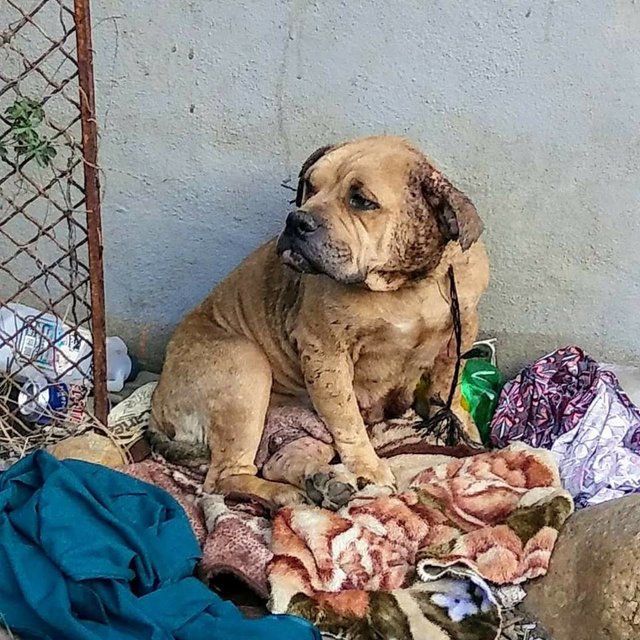 Испуганная собака жила в куче мусора 