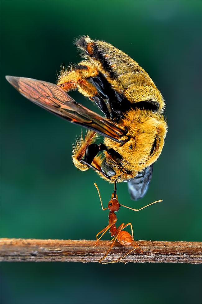 Крошечный муравей несет огромную пчелу 