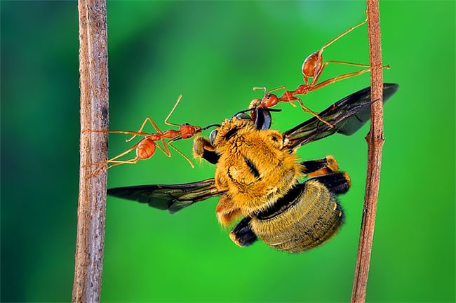 Крошечный муравей несет огромную пчелу 