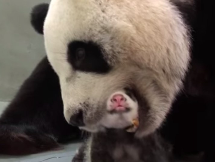 Первая встреча мамы-панды и её детеныша 