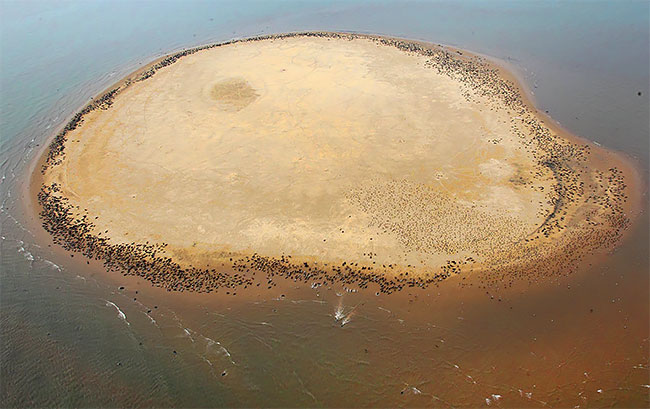 Как выглядит остров, на котором живут одни тюлени 