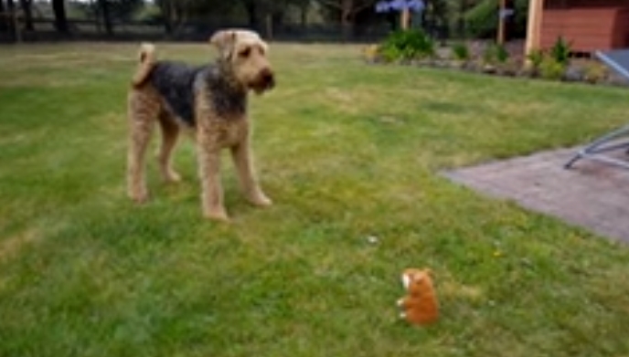 Собака и игрушечный хомяк