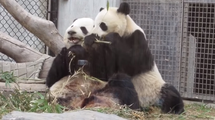 Маленький медвежонок панды пытается забрать вкусняху у мамы