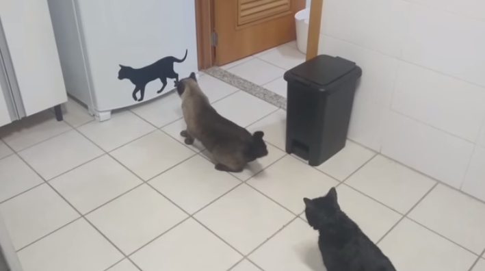 Наклеенная чёрная кошка поразила настоящих котиков 