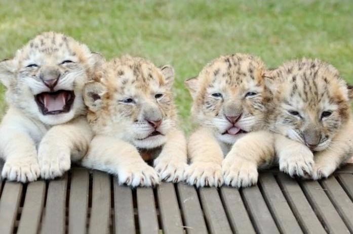 У белого льва и белой тигрицы появились малыши