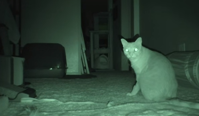 Почему котики делают "тыгыдык" в 3 часа ночи?