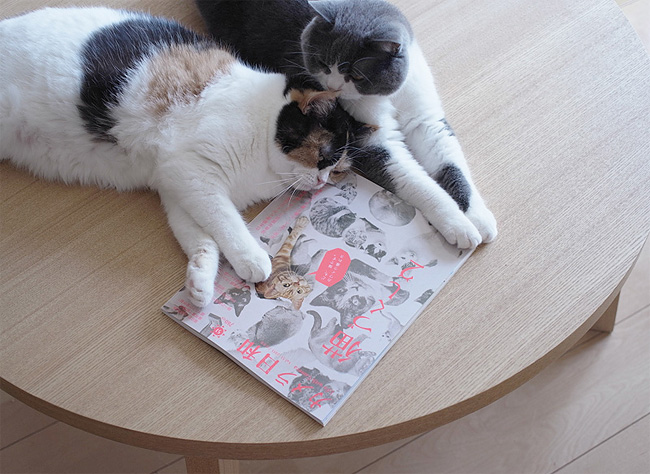 Две неразлучные шотландские кошки из Японии 