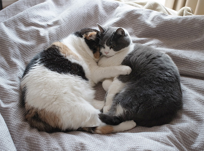 Две неразлучные шотландские кошки из Японии 