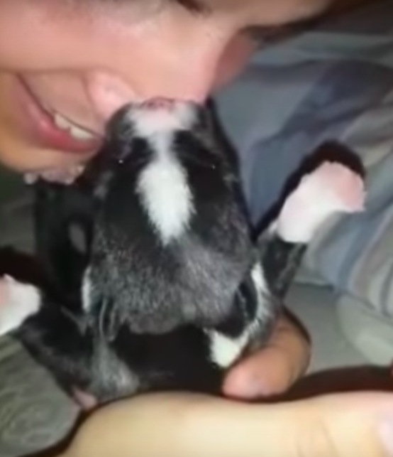 Новорожденный щенок принял нос хозяина за материнскую грудь 