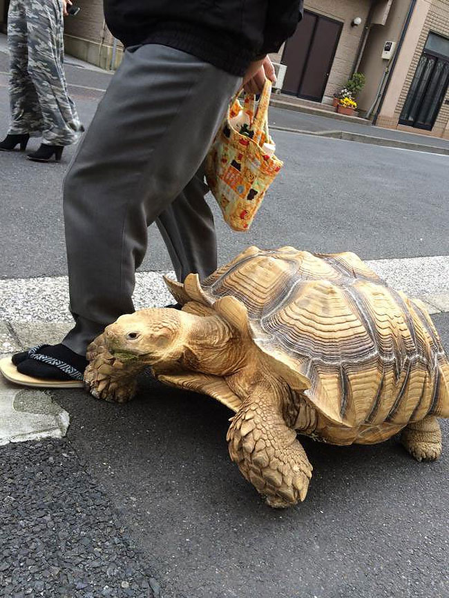 Японец гуляет с гигантской черепахой по городу, считая ее своим сыном 