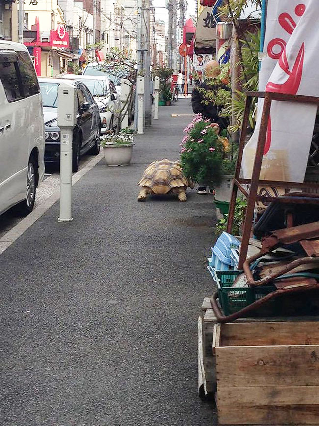 Японец гуляет с гигантской черепахой по городу, считая ее своим сыном 