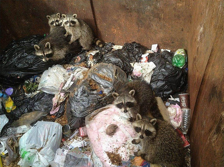 Вероятно, животные хотели полакомиться, но не подумали о том, как выбраться из мусорного бака после ужина