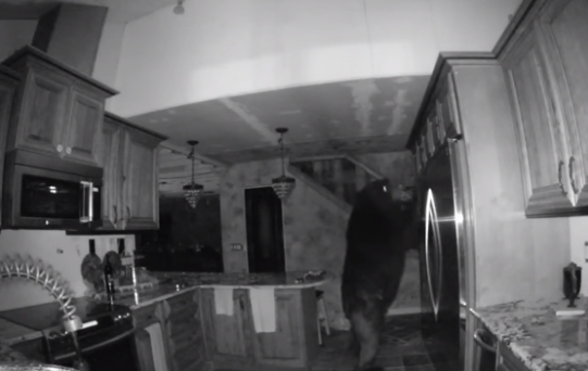 Медведь пять часов на кухне искал еду 