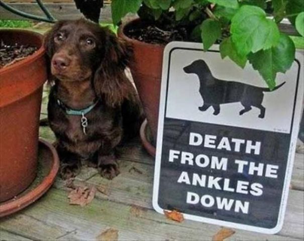 Осторожно! Очень добрые собаки! 