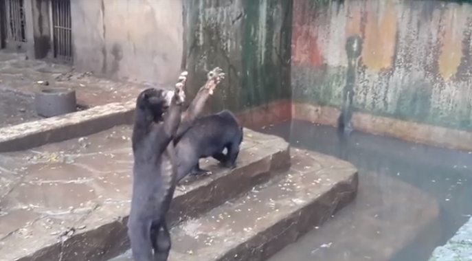 Невозможно смотреть без слёз: медведь в зоопарке выпрашивает еду